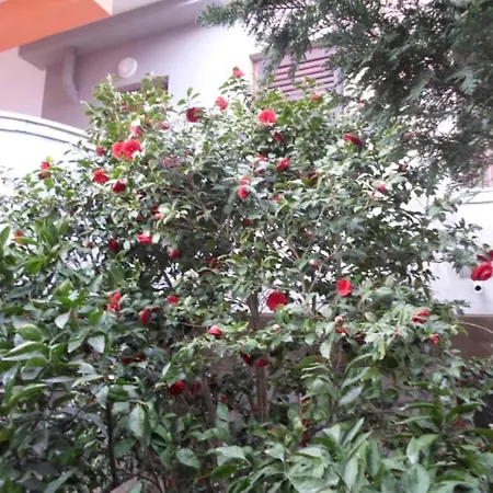 Apartament In With Terrace, Air Conditioning, Wifi, Washing Machine 3360-1 *